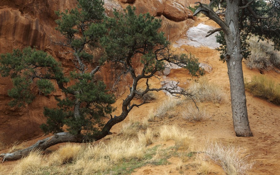 Сосны на песке