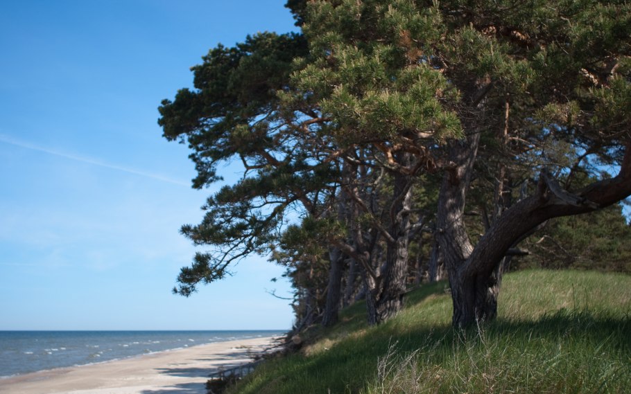 Сосны море Сааремаа