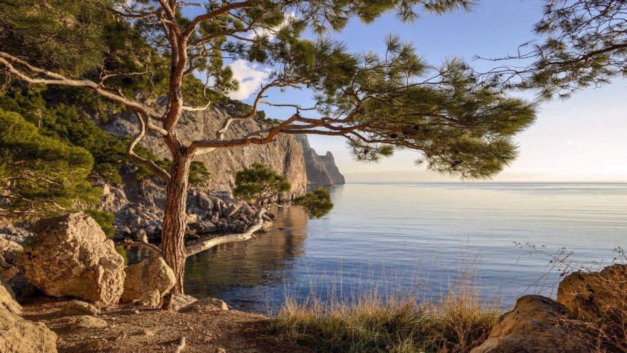 Крым кипарисы сосны берег моря