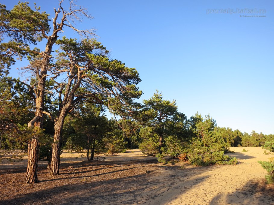 Сосна Песчаная «Сhoctawhatcher»