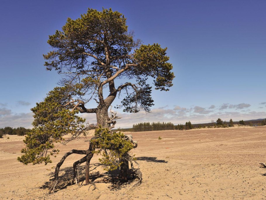 Кузомень Пески