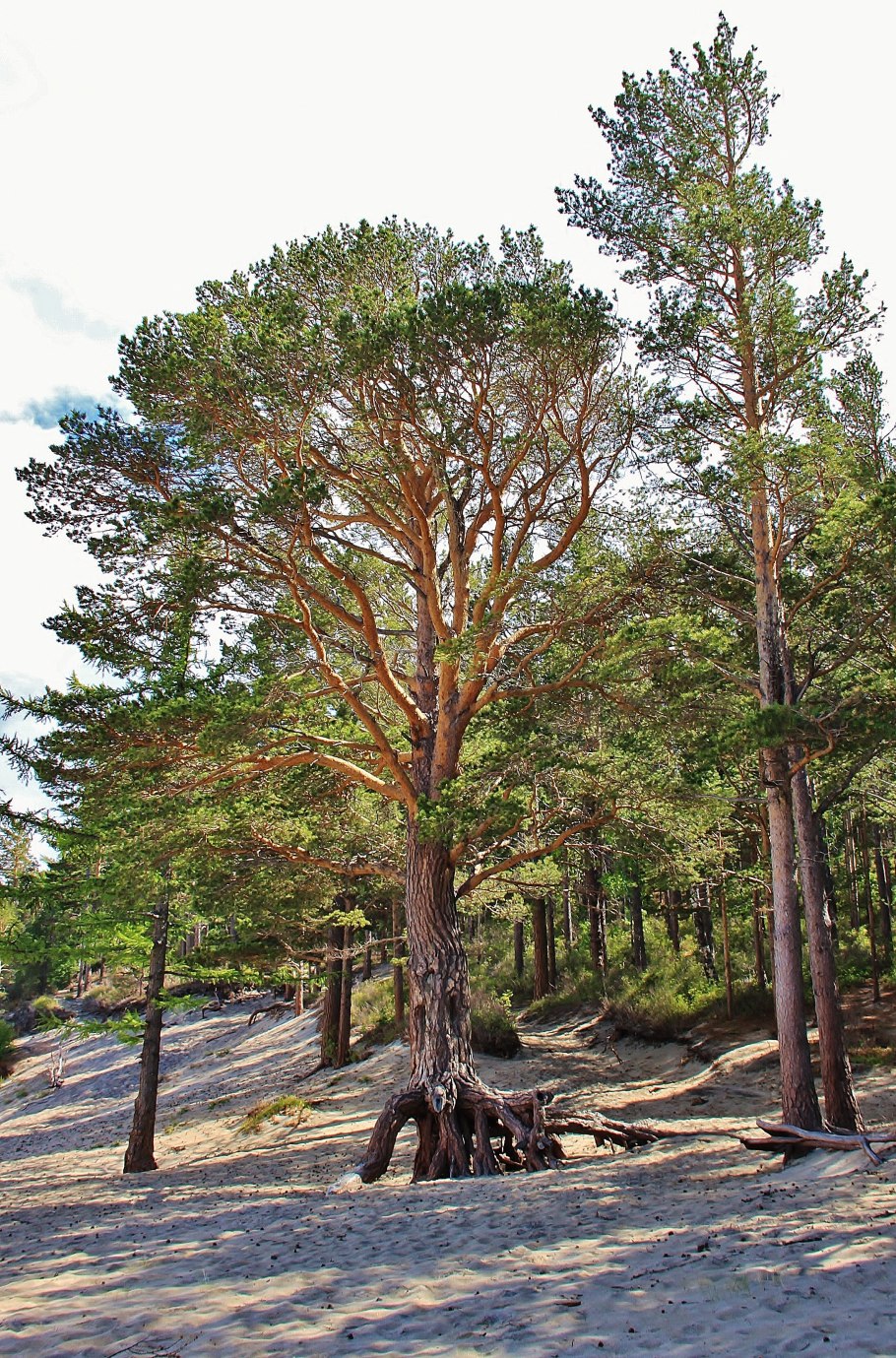 Ходульные деревья на Байкале