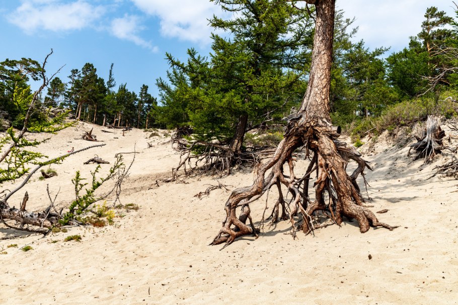 Бухта Песчаная Байкал ходульные деревья