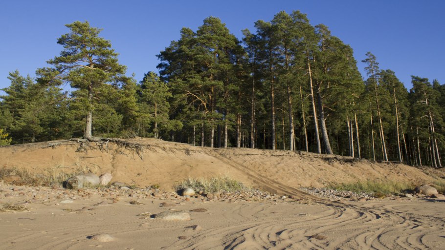 Сестрорецк дюны лес