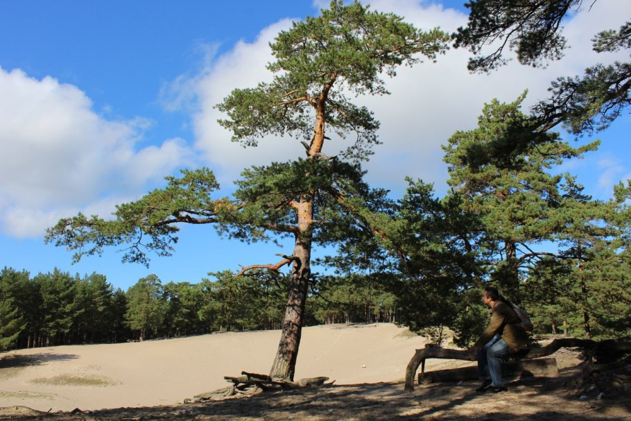 Парк белые Пески в Сосновом Бору