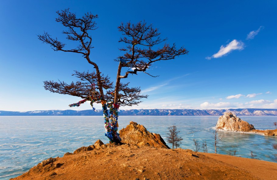 Лиственница на Ольхоне