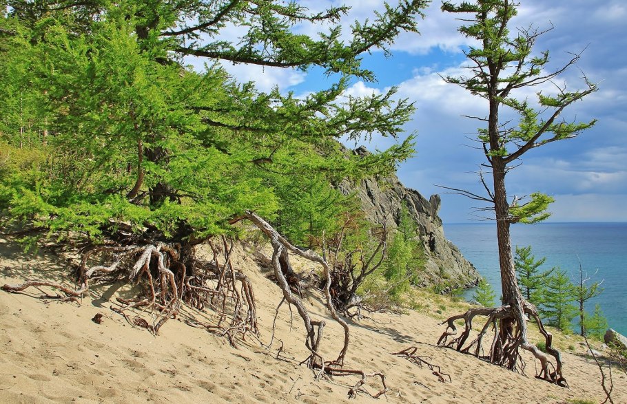 Бухта Песчаная ходульные деревья