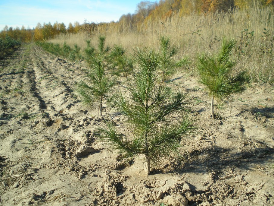 Почва сосны