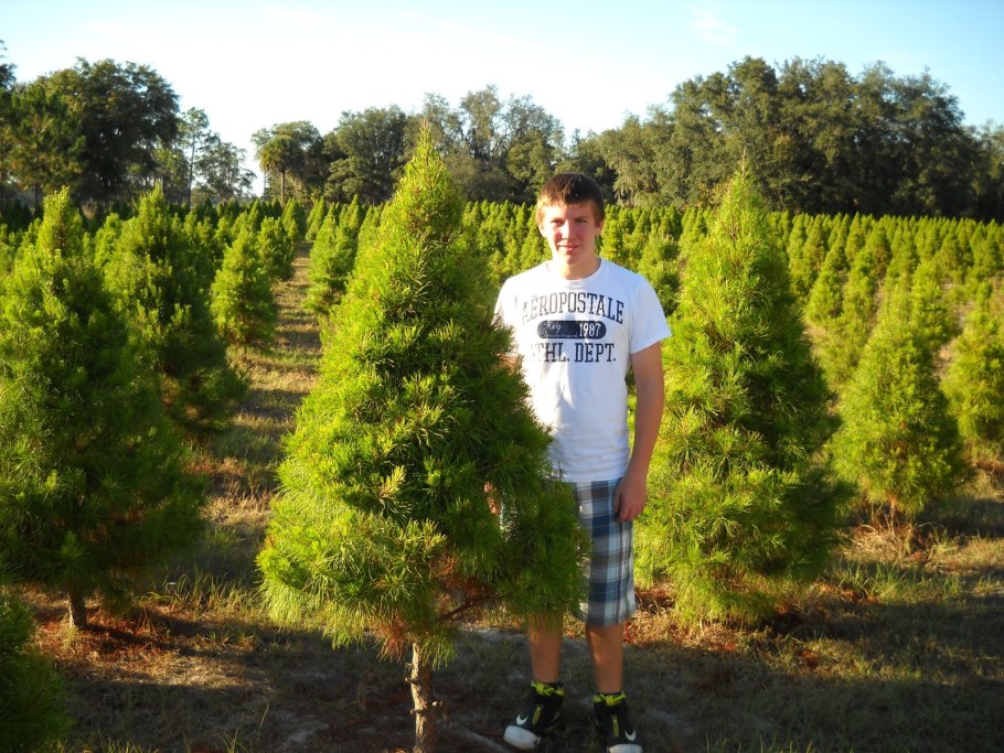 Сосна Песчаная Клауса