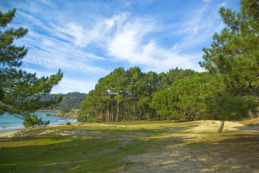 Сосны речка пляж