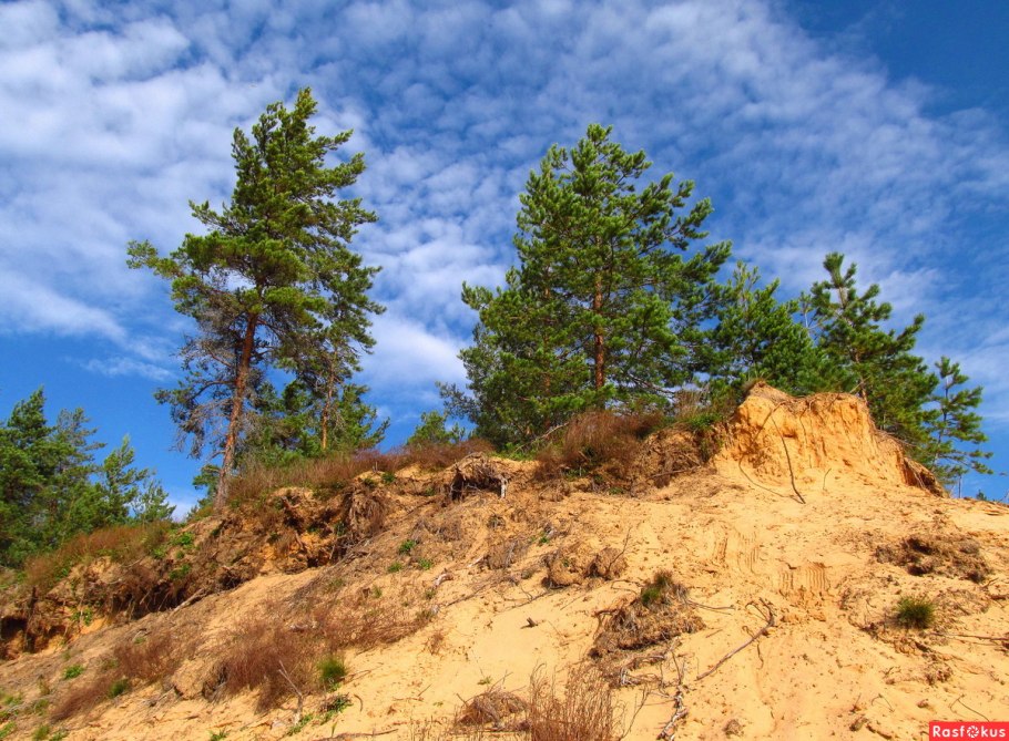 Сосны на песке