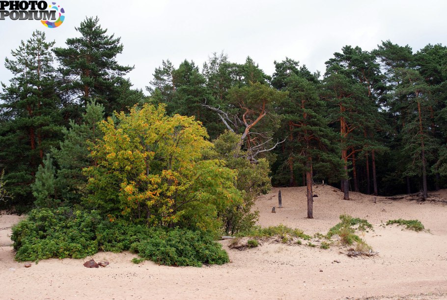 Сестрорецк дюны лес