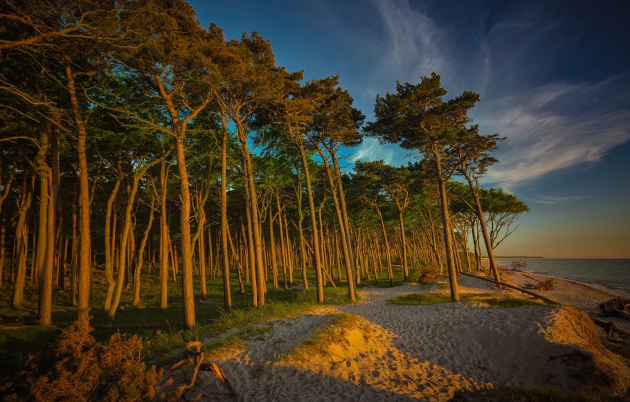 Сосны на берегу моря