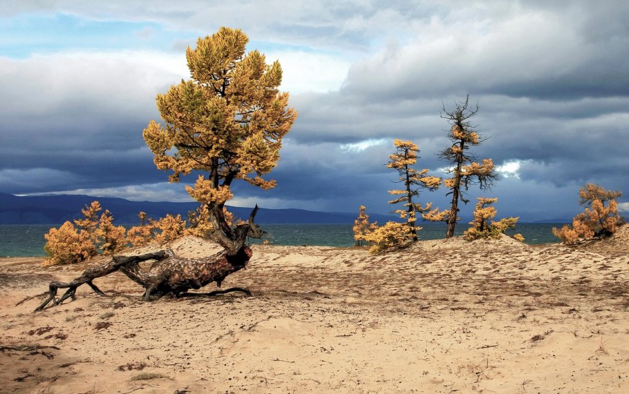 Сибирский кедр на Байкале