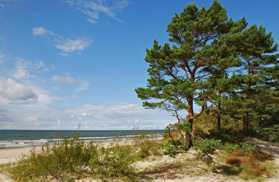 Балтийское побережье дюны сосны