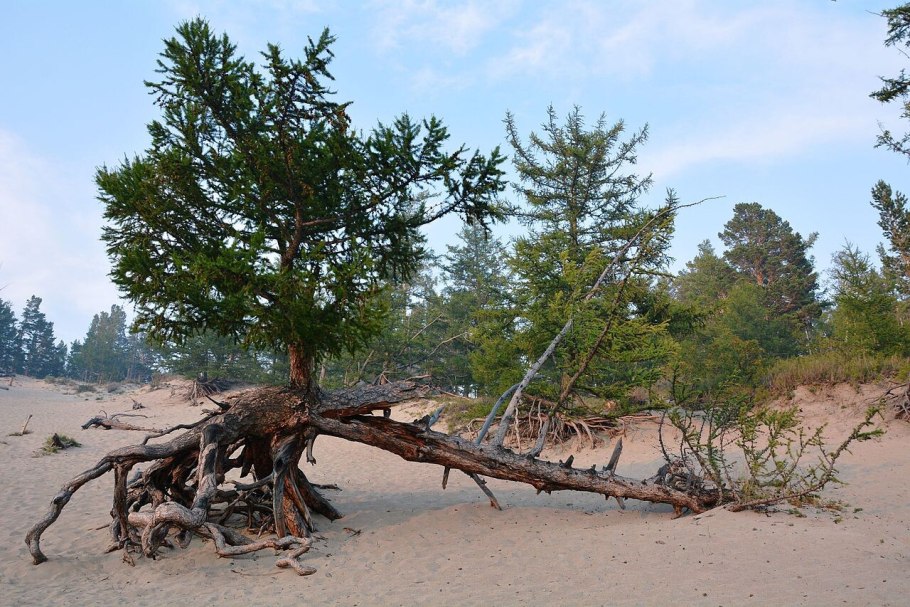 Ходульные сосны на Байкале