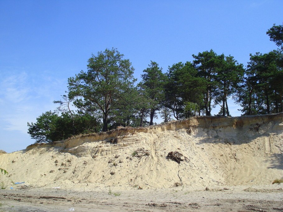 Калининград сосны на песке