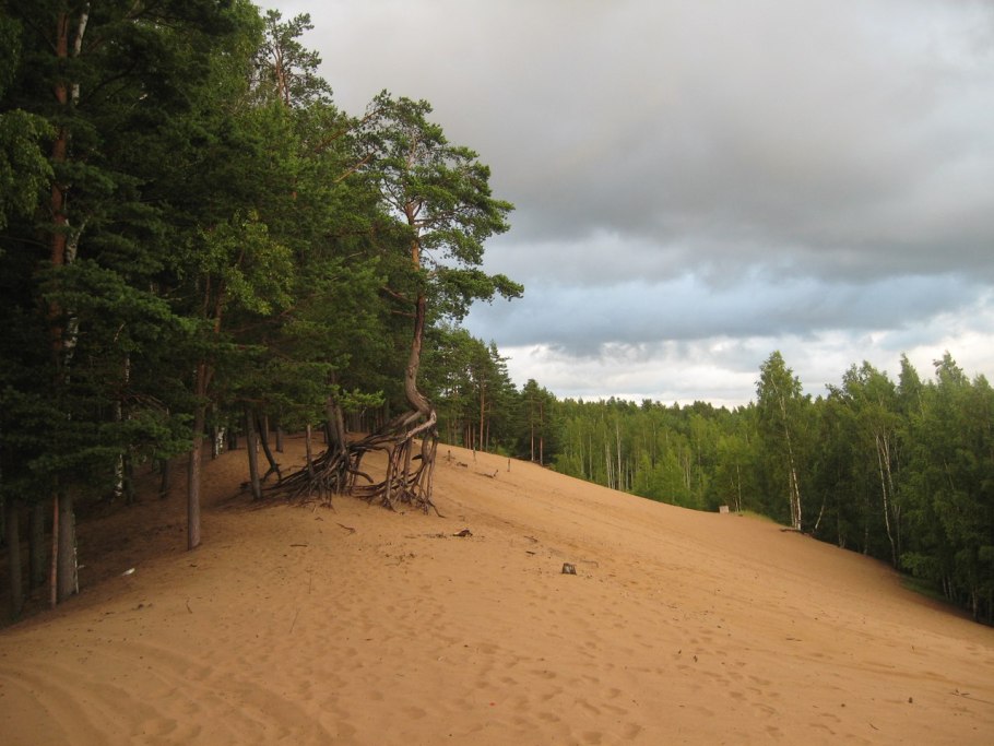 Сосновый Бор на песчаных дюнах заказник