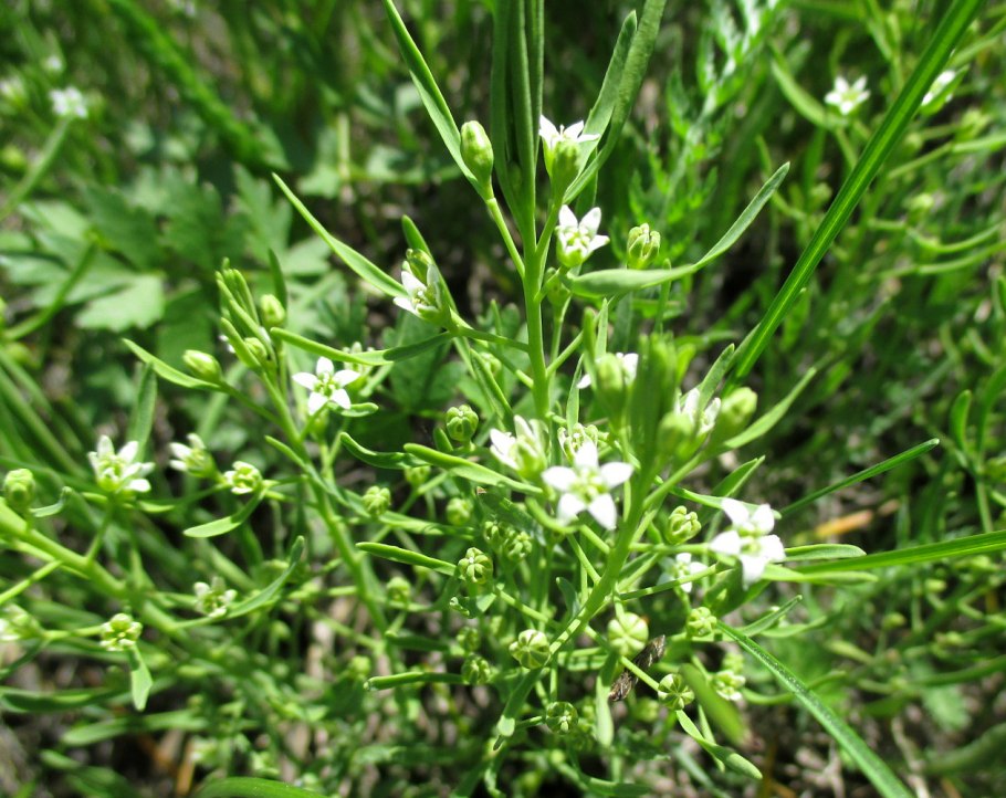 Santalaceae Santalum