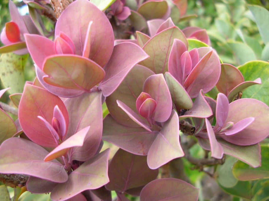 Санталум,что за растения