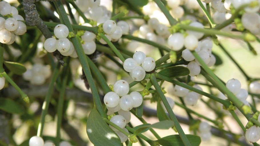 Санталовые омела