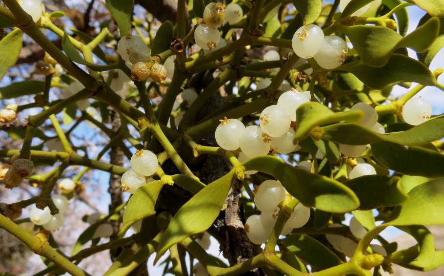 Сандал дерево