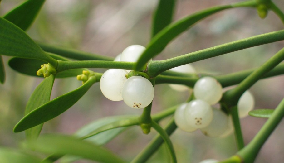 Цветы омелы белой