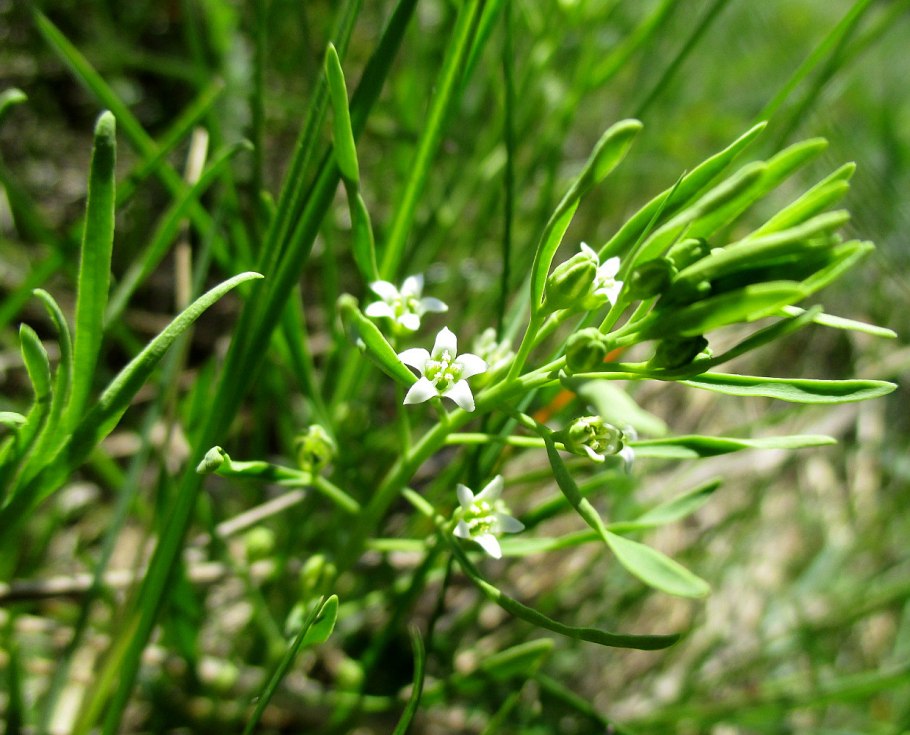 Растения паразиты санталовые