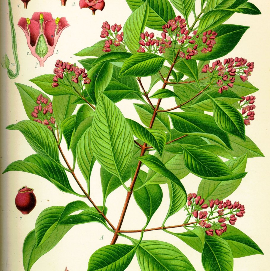 Омела растение паразит