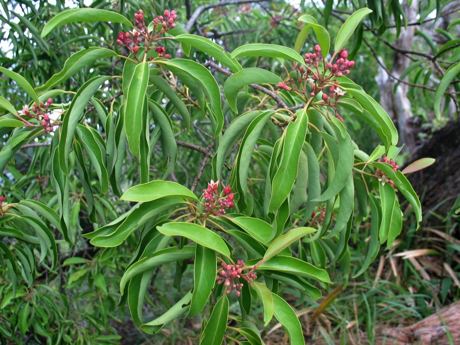 Сандаловое дерево в Индии