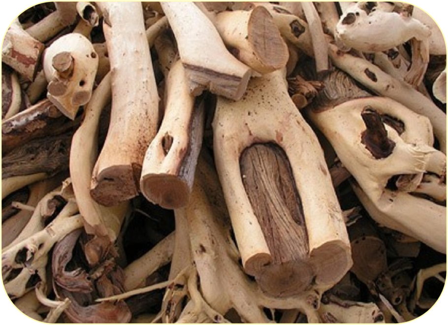 Омела Цветущая