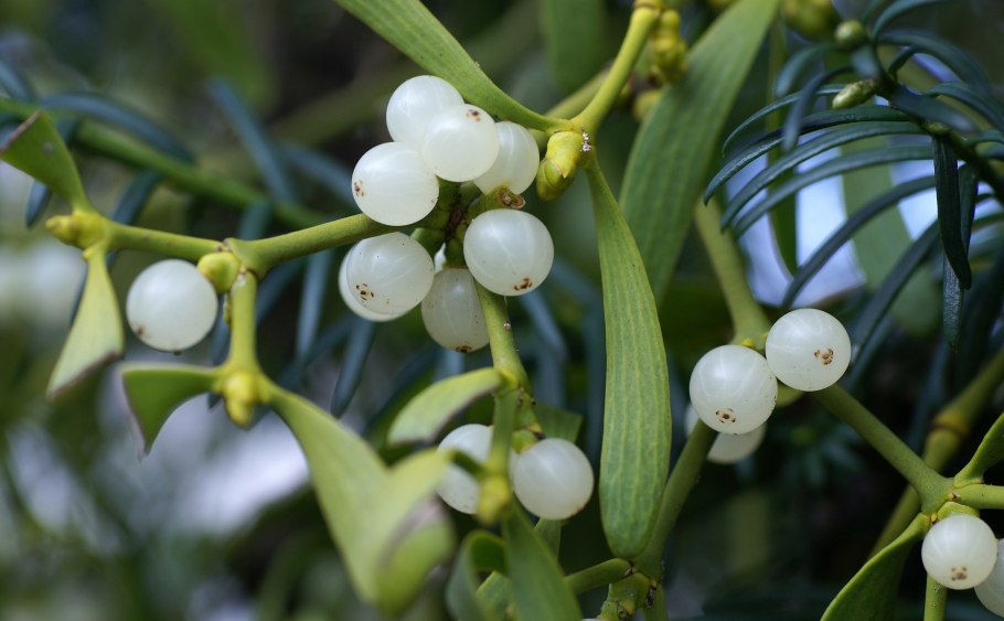 Santalum acuminatum