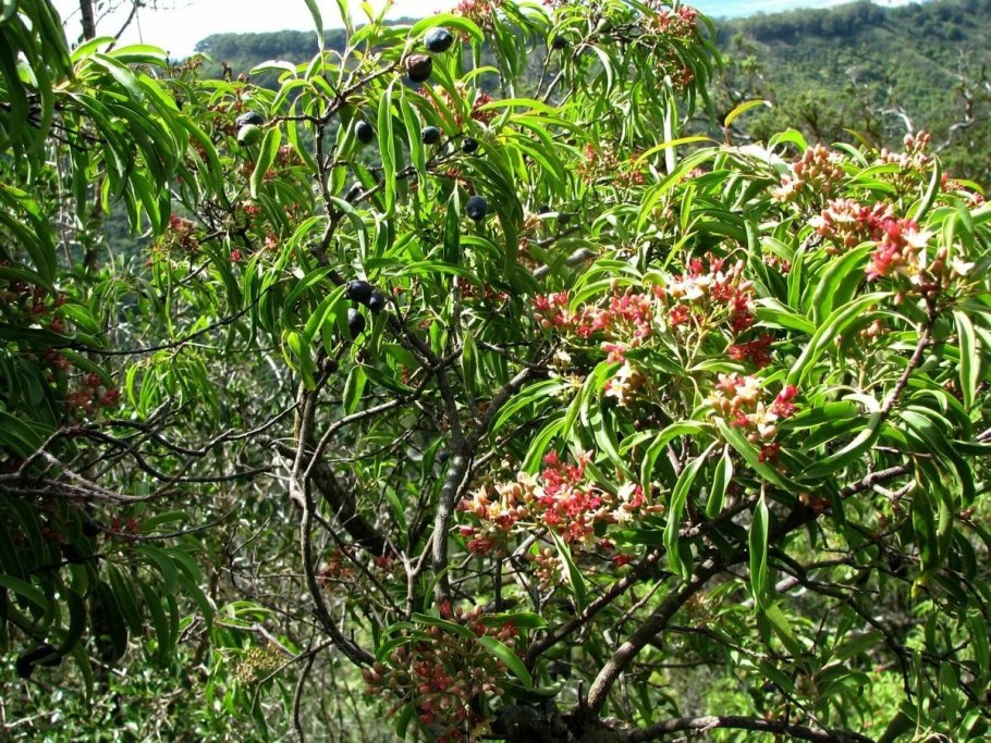 Индийский Сандал растение