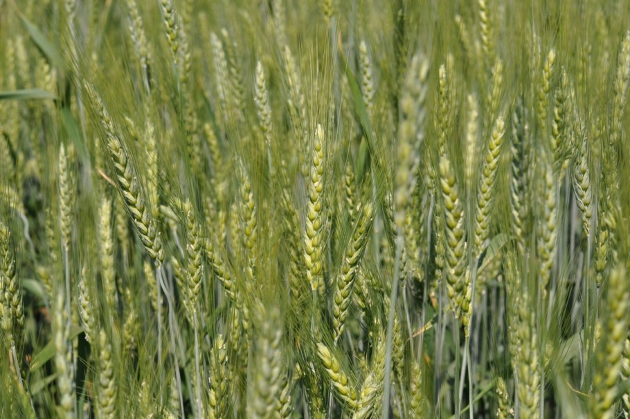 Ноу тил на Ставрополье