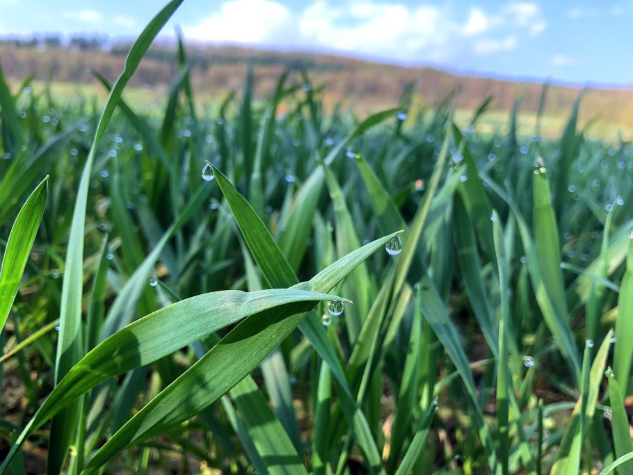 Озимая пшеница всходы кущение