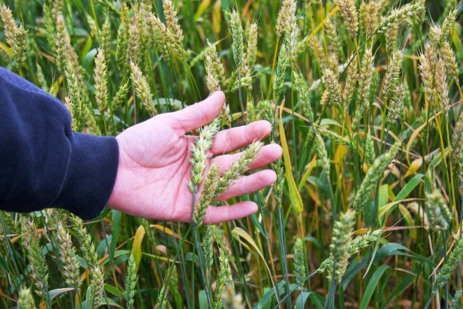 Сеяние пшеницы