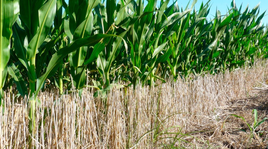 Выращивать пшеницу