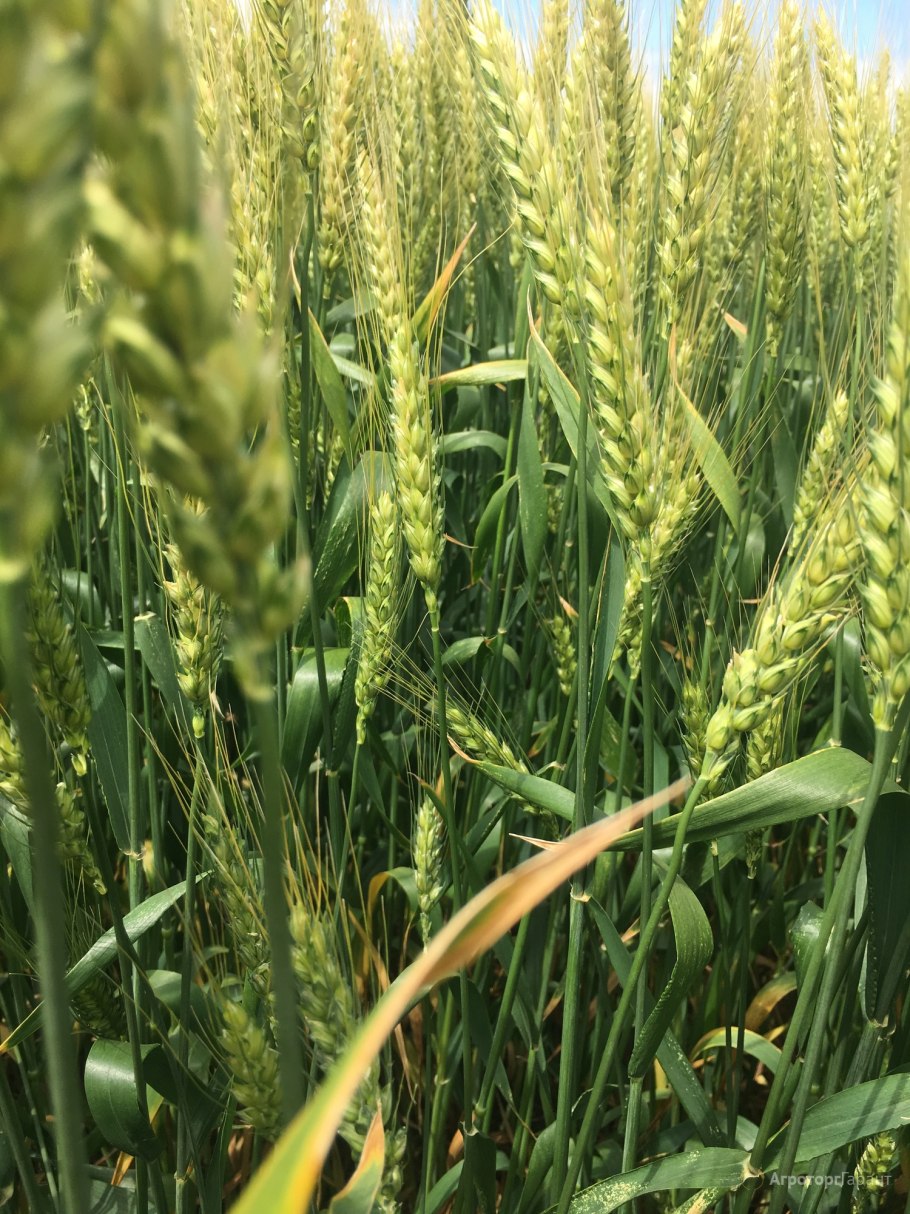 Всходу поля озимой пшеницы