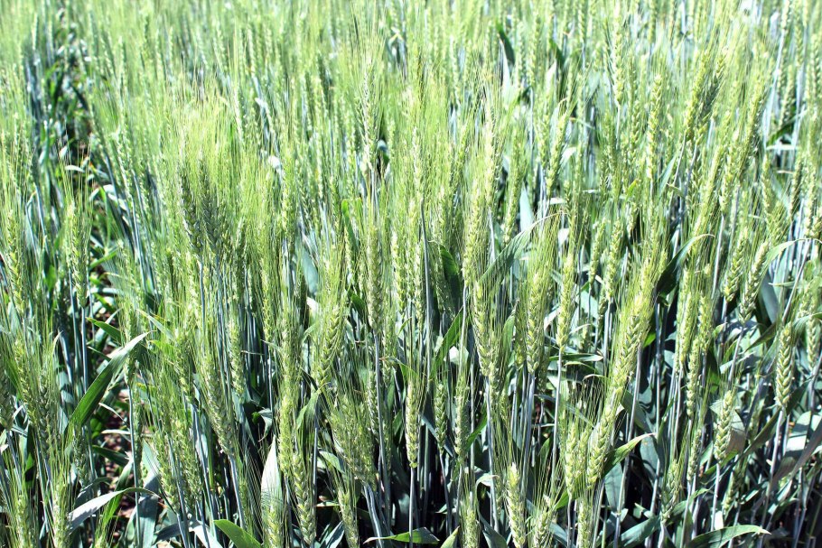 Колошение озимой пшеницы