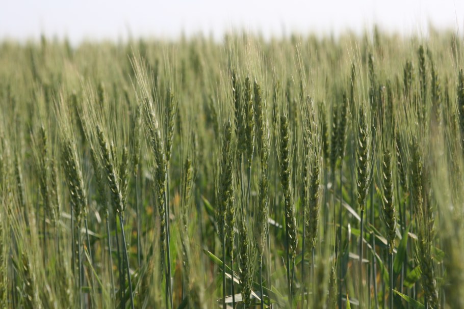 Посев пшеницы