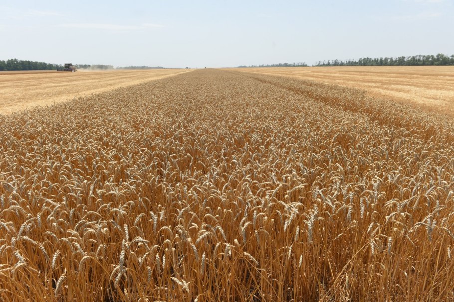 Озимая рожь Удмуртия
