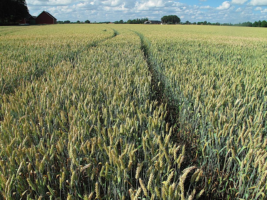 Яровые сорта тритикале