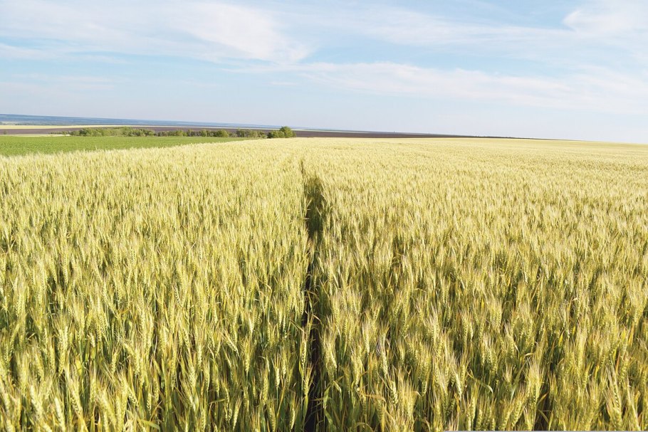 Возделывание пшеницы