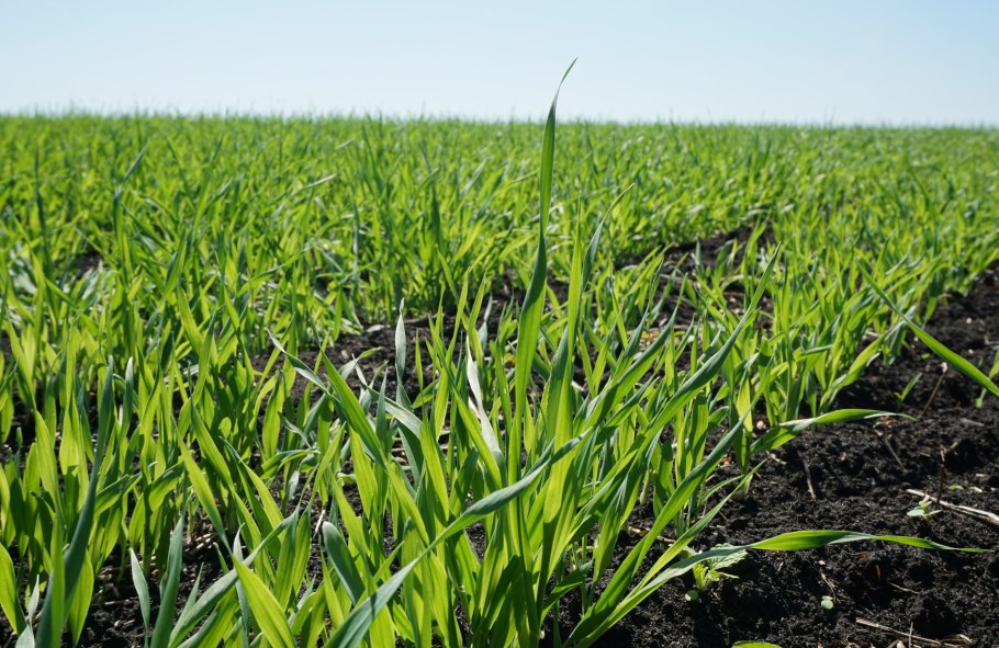 Мелянопус пшеница