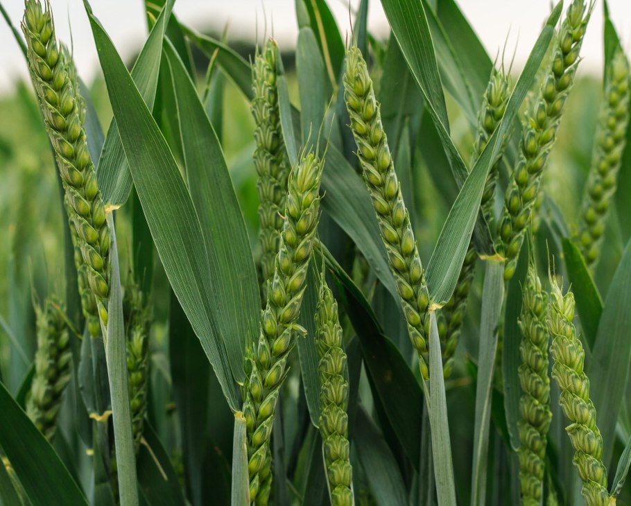 Пшеница сорт Московский -56