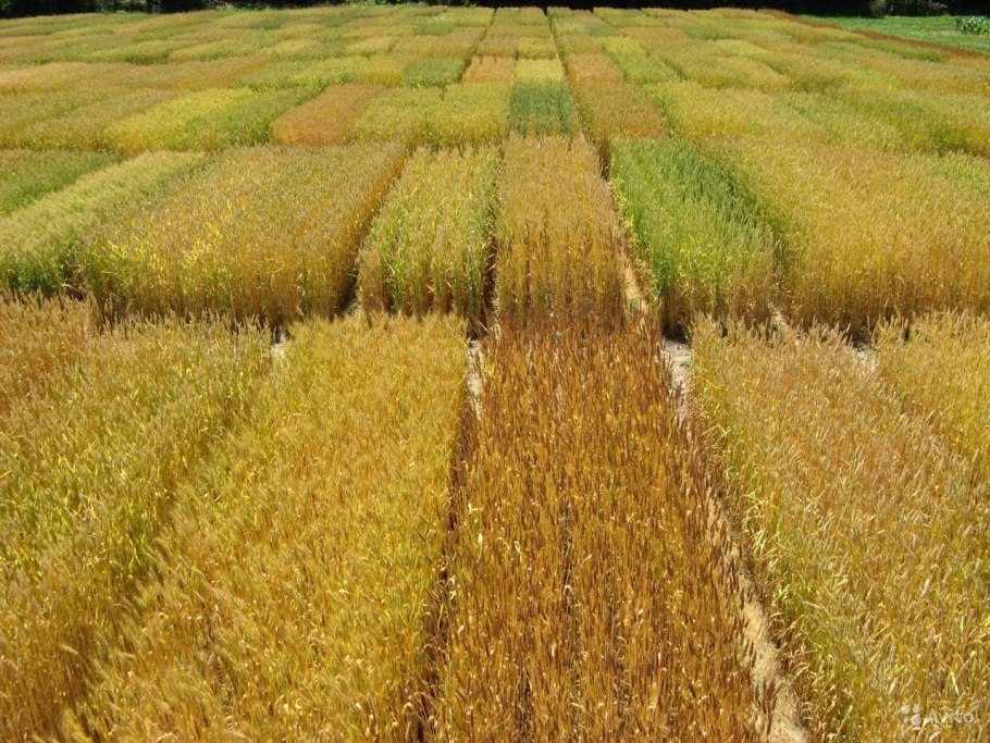 Озимая пшеница Поволжская 86