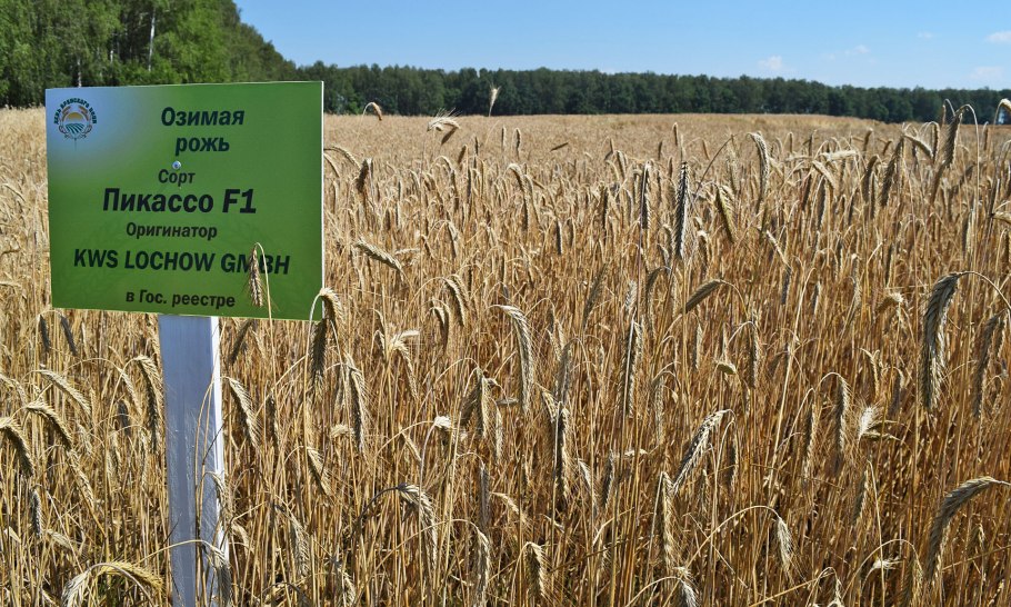 Сорт Гром озимая пшеница