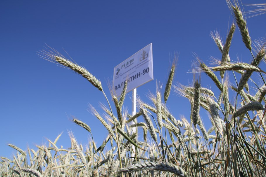 Технология возделывания пшеницы