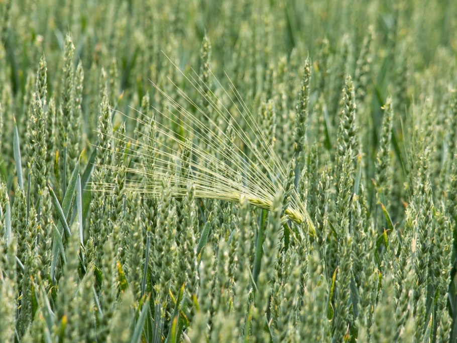 Тритикале на сидерат