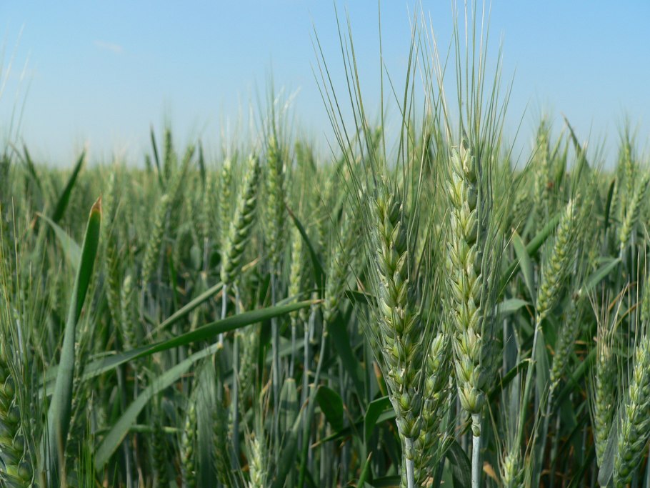 Озимая пшеница тимирязевка 150